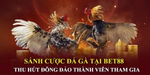 BET88 - Địa chỉ đá gà cựa sắt hấp dẫn, tỷ lệ thắng cao